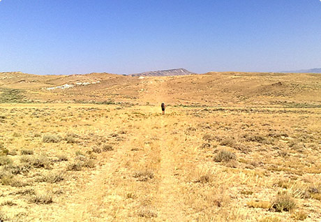 Desert Walking