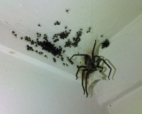 Big fucking spider with it's babies