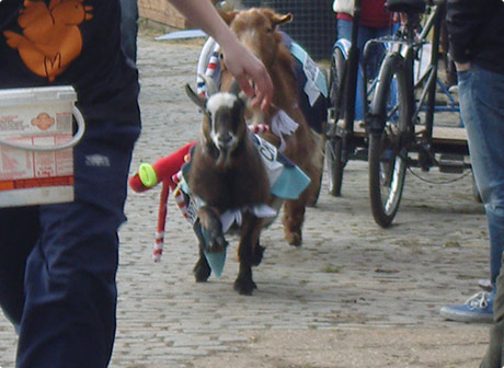 Oxford and Cambridge goat race