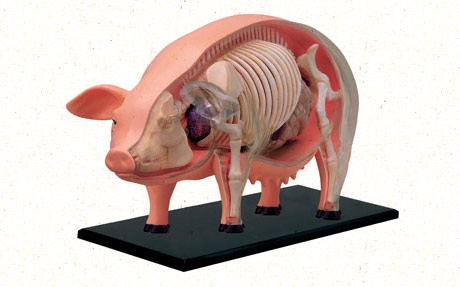 pig anatomy
