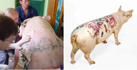 Tattooed Pigs by Wim Delvoye